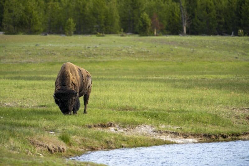 A bison grazes on green grass near the edge of a small body of water, with a forested area in the background.