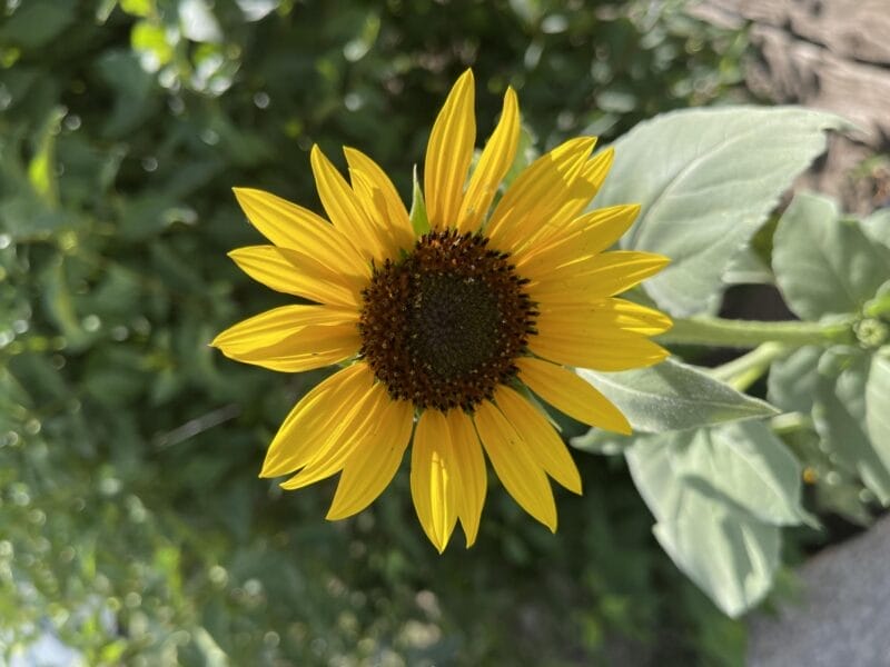 A single yellow sunflower with a dark center blooms outdoors, surrounded by green leaves and foliage.