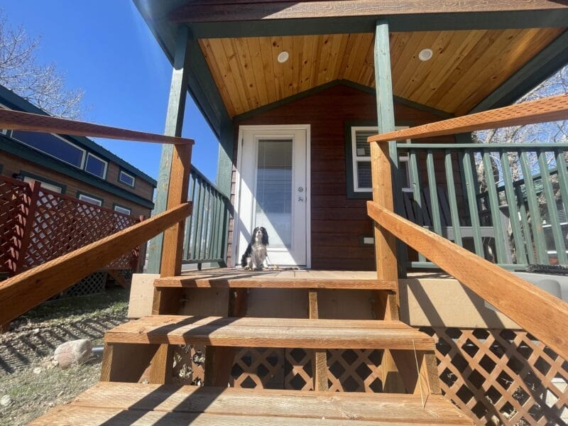 A small black and white dog sits on the porch steps in front of a wooden house with a green railing under a clear blue sky.