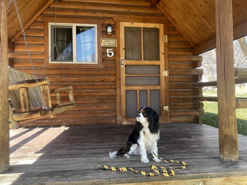 A black, white, and brown dog sits on the porch of a log cabin next to a wooden swing. A yellow leash is on the floor in front of the dog. Cabin door is numbered 5.