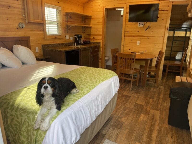 A black, white, and brown dog lies on a bed inside a wooden cabin with a kitchenette, dining table, and TV visible in the background.