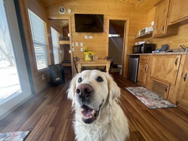 A golden retriever sits indoors in a wooden cabin with a dining table, kitchen appliances, and a wall-mounted TV in the background.