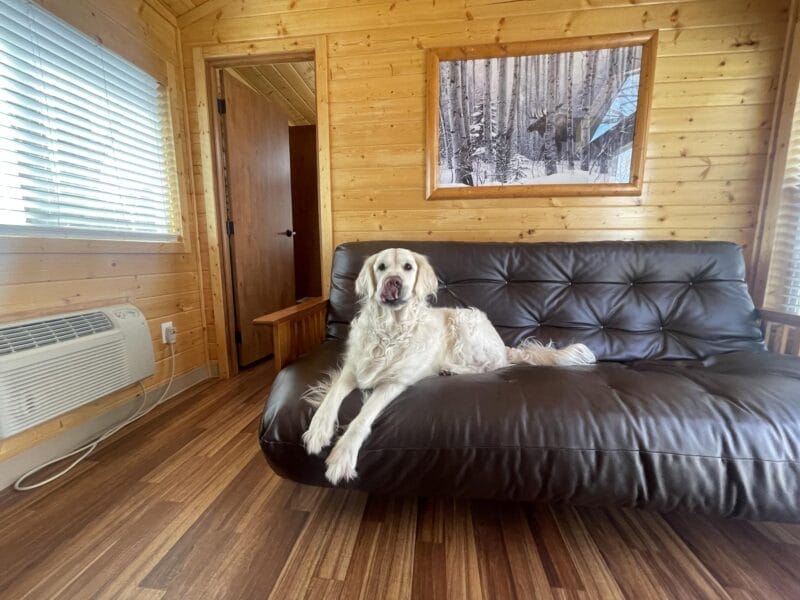 A golden retriever lies on a brown leather futon in a wood-paneled room with an air conditioner, window blinds, and a framed photo of snowy trees on the wall.