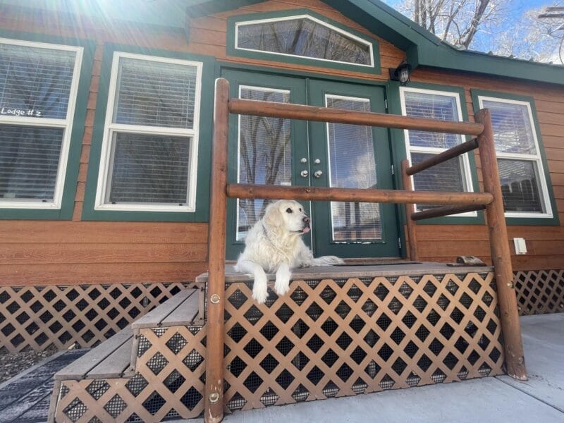 A golden retriever lies on the steps of a wooden cabin with green trim and multiple windows on a sunny day.