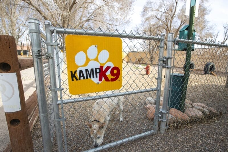 Chain-link fence gate with a yellow "Kamp K9" sign featuring a paw print, enclosing a dog park where a light-colored dog is sniffing the ground.