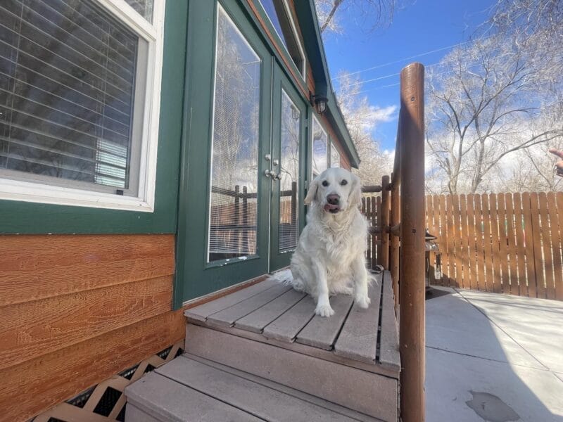 A white dog sits on the steps outside a wooden house with green trim, next to a glass door, under a partly cloudy sky.