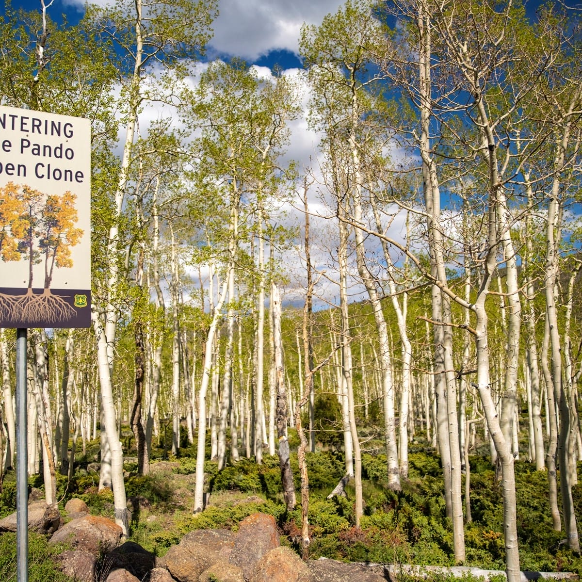A sign marks the entrance to the Pando aspen clone forest, with tall, leafed aspen trees and green undergrowth visible under a partly cloudy sky.