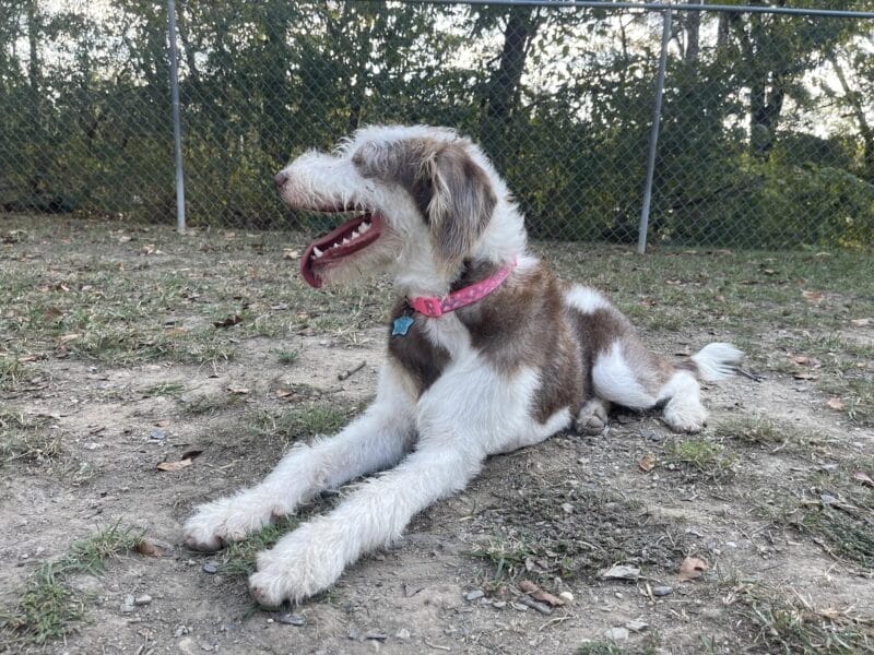 A brown and white dog wearing a pink collar lies on the ground in a fenced outdoor area with trees in the background.