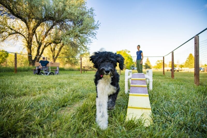 A black and white dog walks on grass beside a small ramp in a fenced outdoor area, with people in the background.