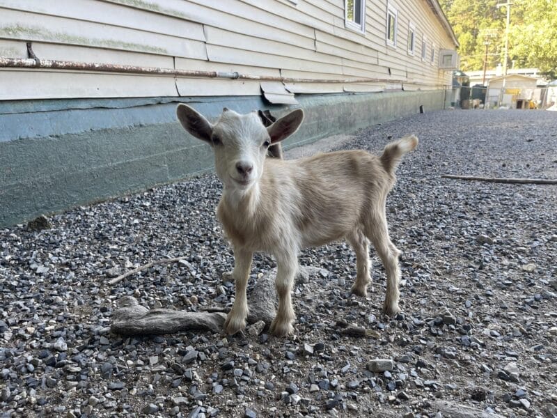A young goat stands on gravel near a long building with light-colored siding and green trim, with sticks and pebbles scattered on the ground.