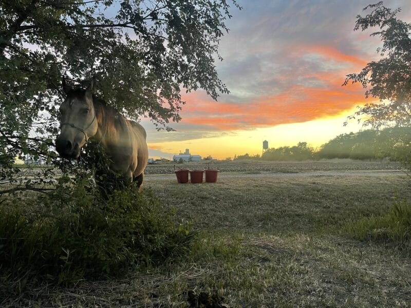 A horse stands partially in shade near a tree, with three red buckets and a field visible under a colorful sunset sky.