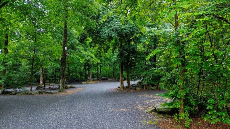 A paved path curves through a lush, green forest with dense trees and scattered rocks on the ground.