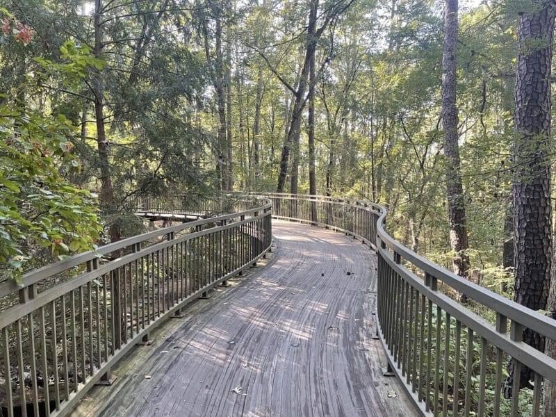A winding wooden boardwalk with metal railings curves through a dense, green forest under filtered sunlight.