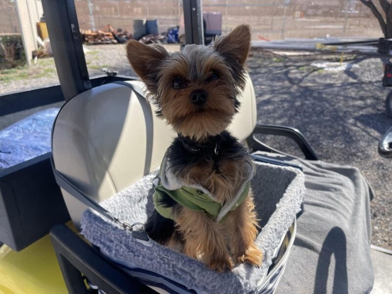 A small dog wearing a green jacket sits in a gray, soft-sided carrier on the seat of a golf cart in an outdoor setting.